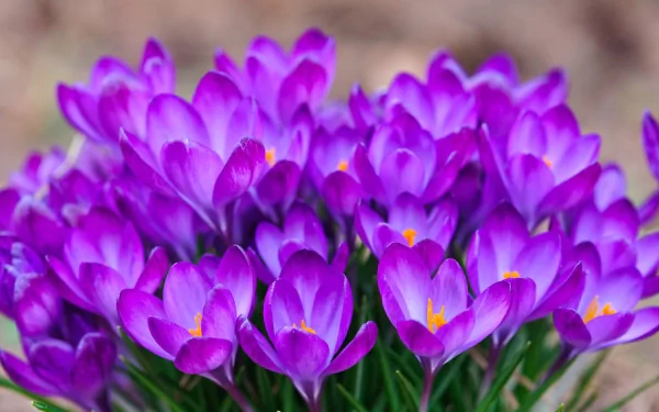 Vibrant purple crocus flowers in full bloom, showcasing nature's beauty in this HD desktop wallpaper and background.
