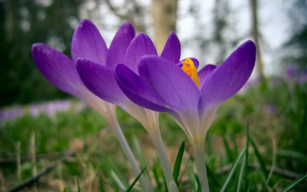 nature crocus HD Desktop Wallpaper | Background Image