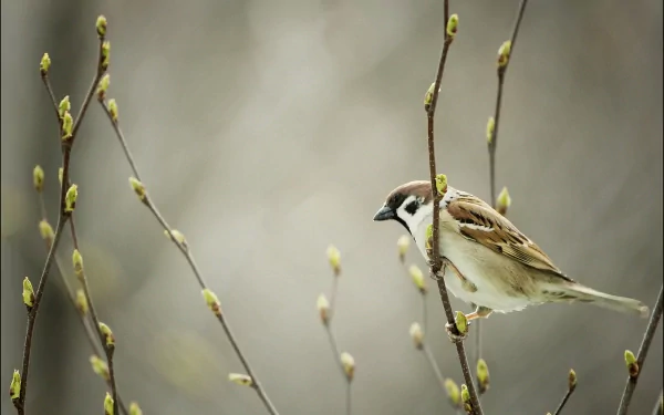 HD PC desktop wallpaper showing a sparrow perched on a budding branch against a soft, blurred background.