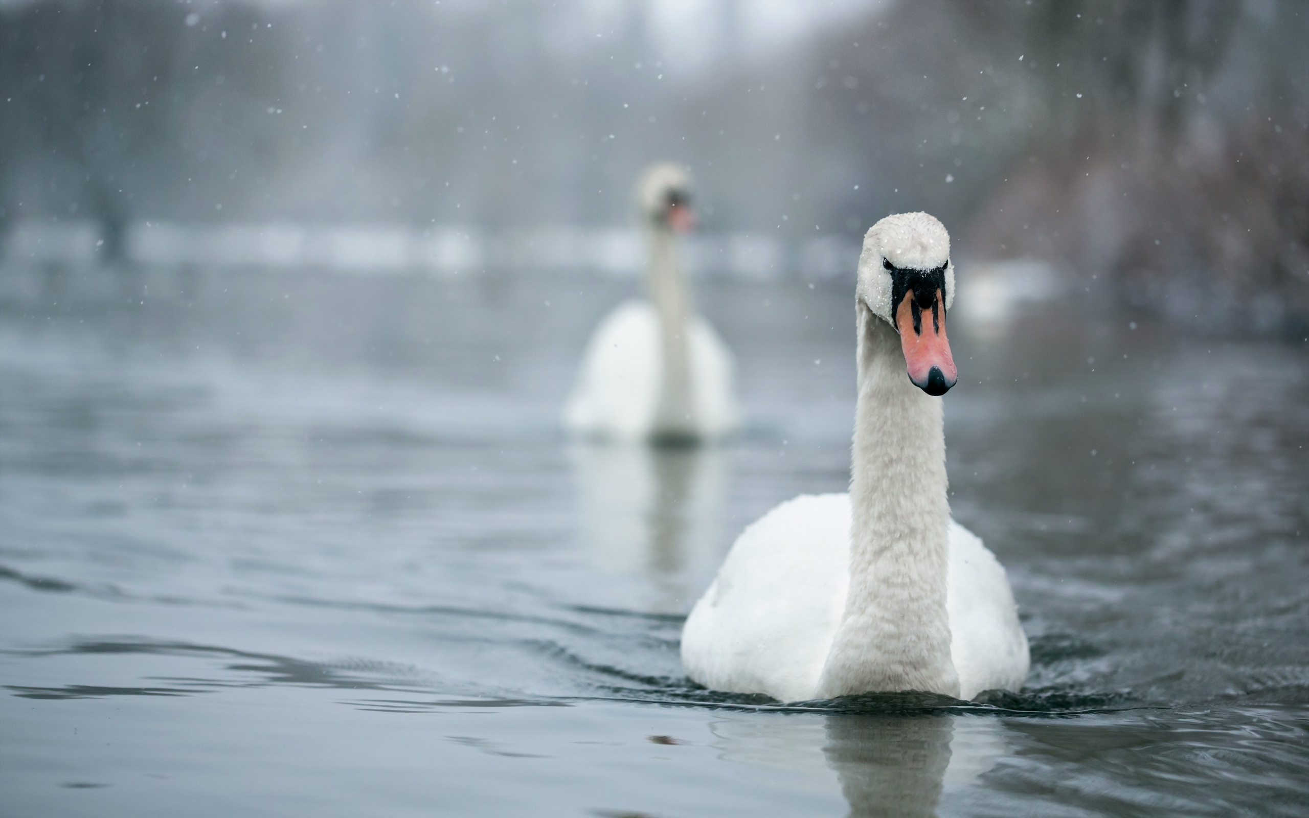Mute swan HD Wallpaper | Background Image | 2560x1600 | ID:376047