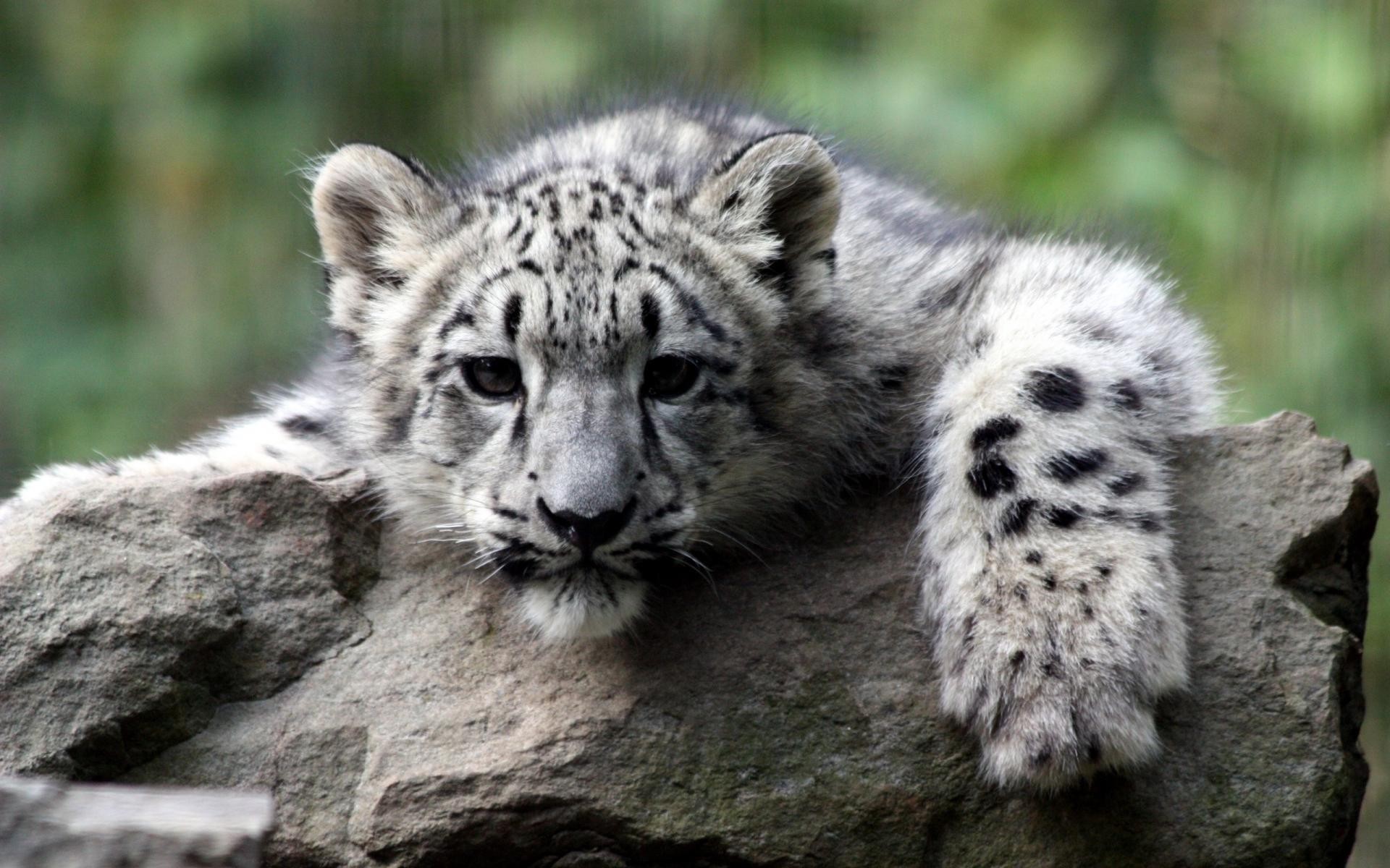 Say awww: 3 baby tiger cubs make their public debut at the Omaha zoo