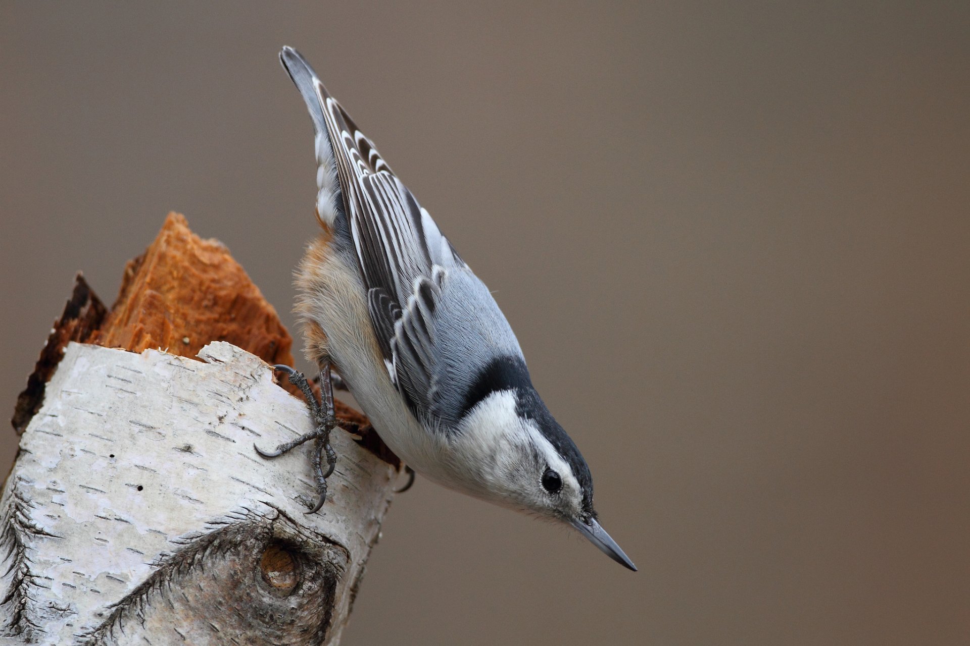 Download Animal Nuthatch HD Wallpaper