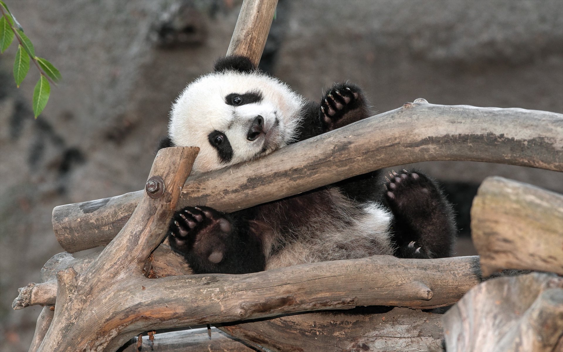 Panda HD Wallpaper | Background Image | 2560x1600 | ID:376054