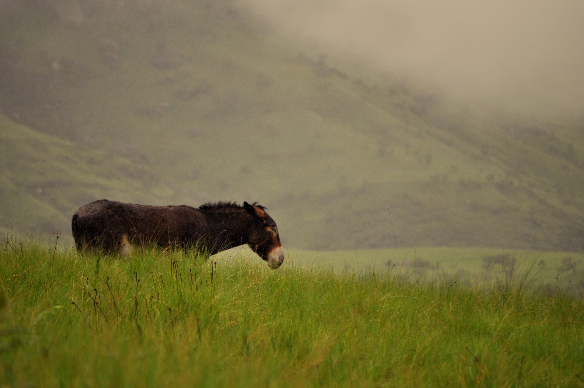 A HD desktop wallpaper featuring a solitary donkey standing in a lush green field with misty mountains in the background.