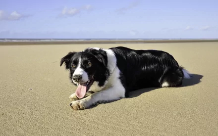 HD PC desktop wallpaper featuring a black and white Border Collie lying on a sandy beach under a clear blue sky.
