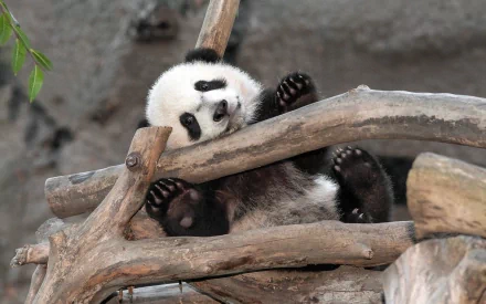 A high-definition image of a panda relaxing playfully on a wooden structure, used as a desktop wallpaper or background.