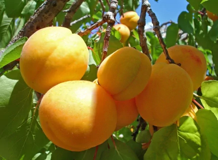 A close-up of ripe apricots hanging from a tree branch, surrounded by vibrant green leaves, creating a bright and fresh HD desktop wallpaper and background.