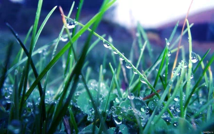 Close-up of dewy grass blades with sparkling water droplets in vivid green — 2K Quad HD PC desktop wallpaper background (nature, grass).