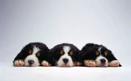 Three Bernese Mountain Dog (Sennenhund) puppies lying side-by-side with paws forward on a clean white background — HD PC desktop wallpaper.