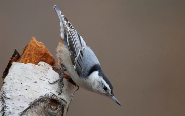  White-breasted Nuthatch