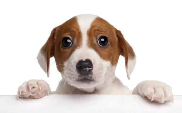 Adorable puppy with expressive eyes on a clean white background, captured in stunning 4K Ultra HD for a vibrant PC desktop wallpaper and background.