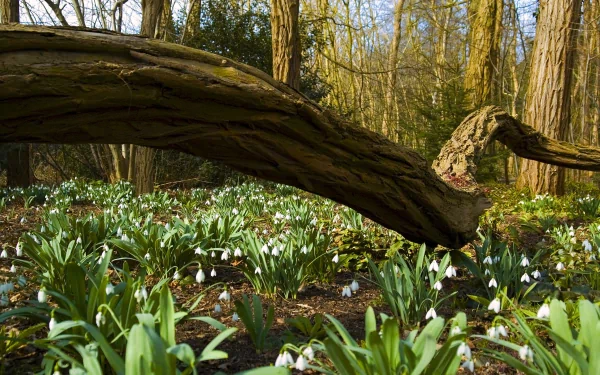 HD PC desktop wallpaper featuring a serene forest floor carpeted with blooming snowdrop flowers under sunlight filtering through tall trees.