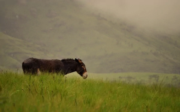 A HD desktop wallpaper featuring a solitary donkey standing in a lush green field with misty mountains in the background.