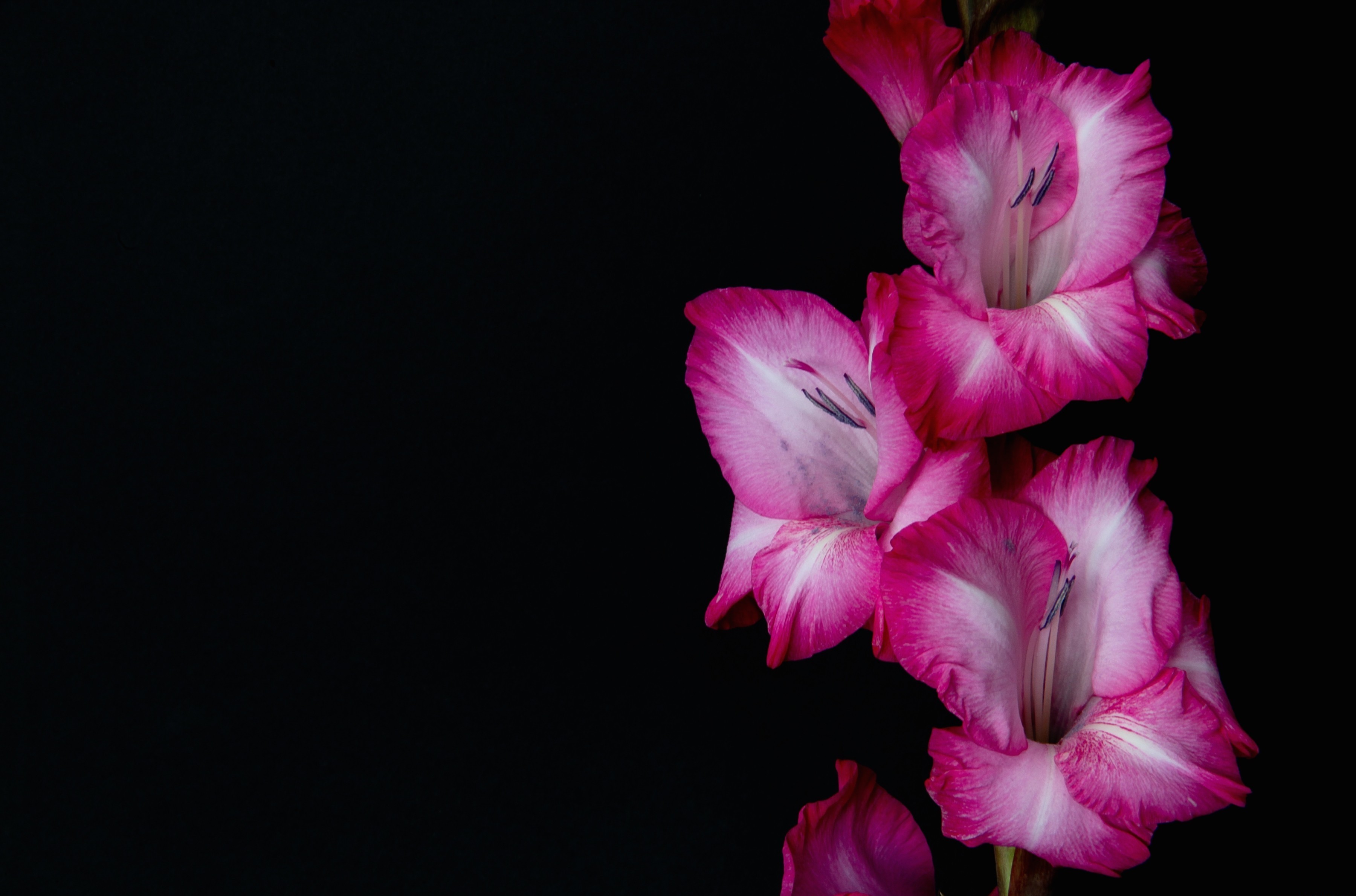 Nature Gladiolus HD Wallpaper | Background Image
