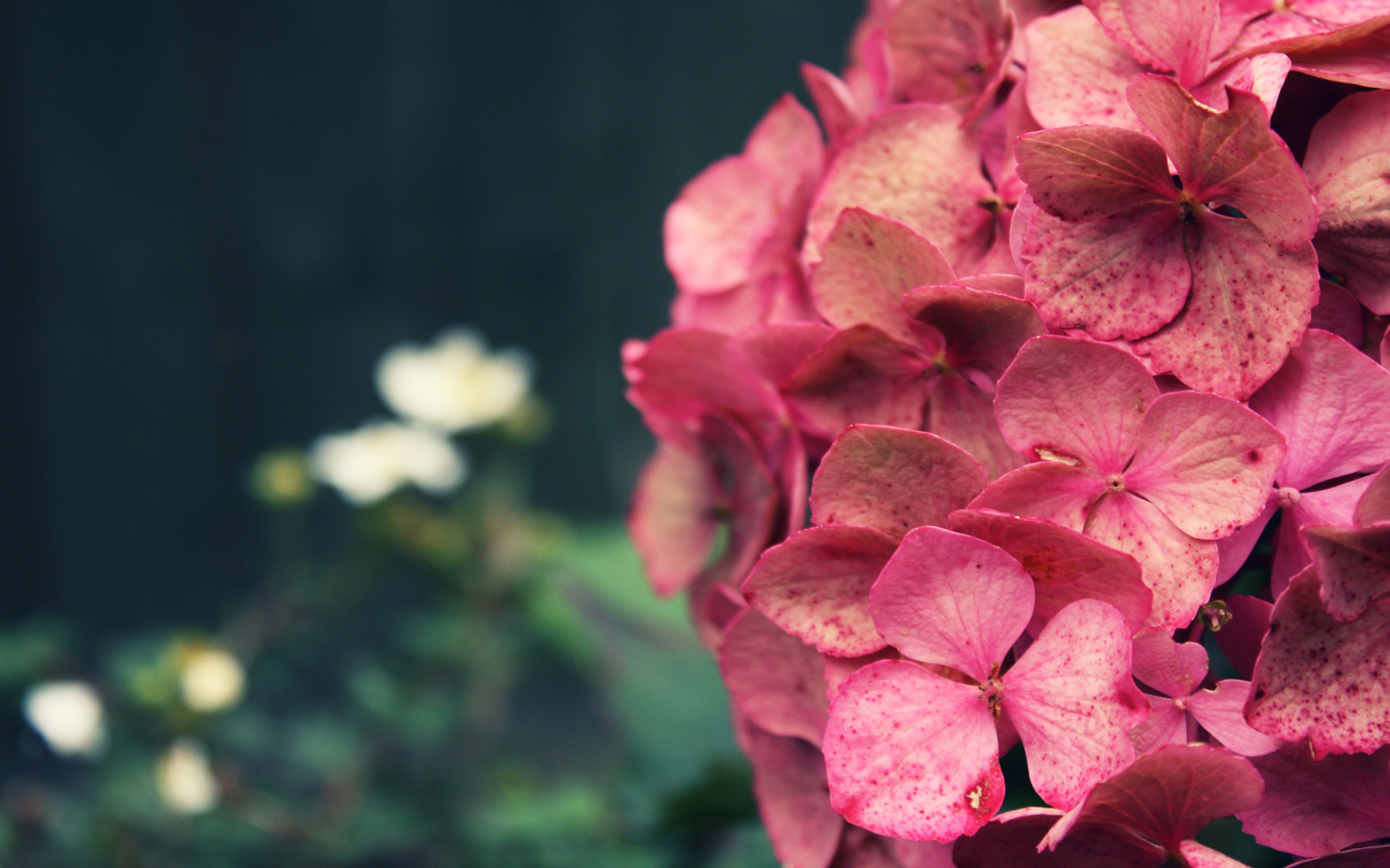 Hydrangea HD Wallpaper