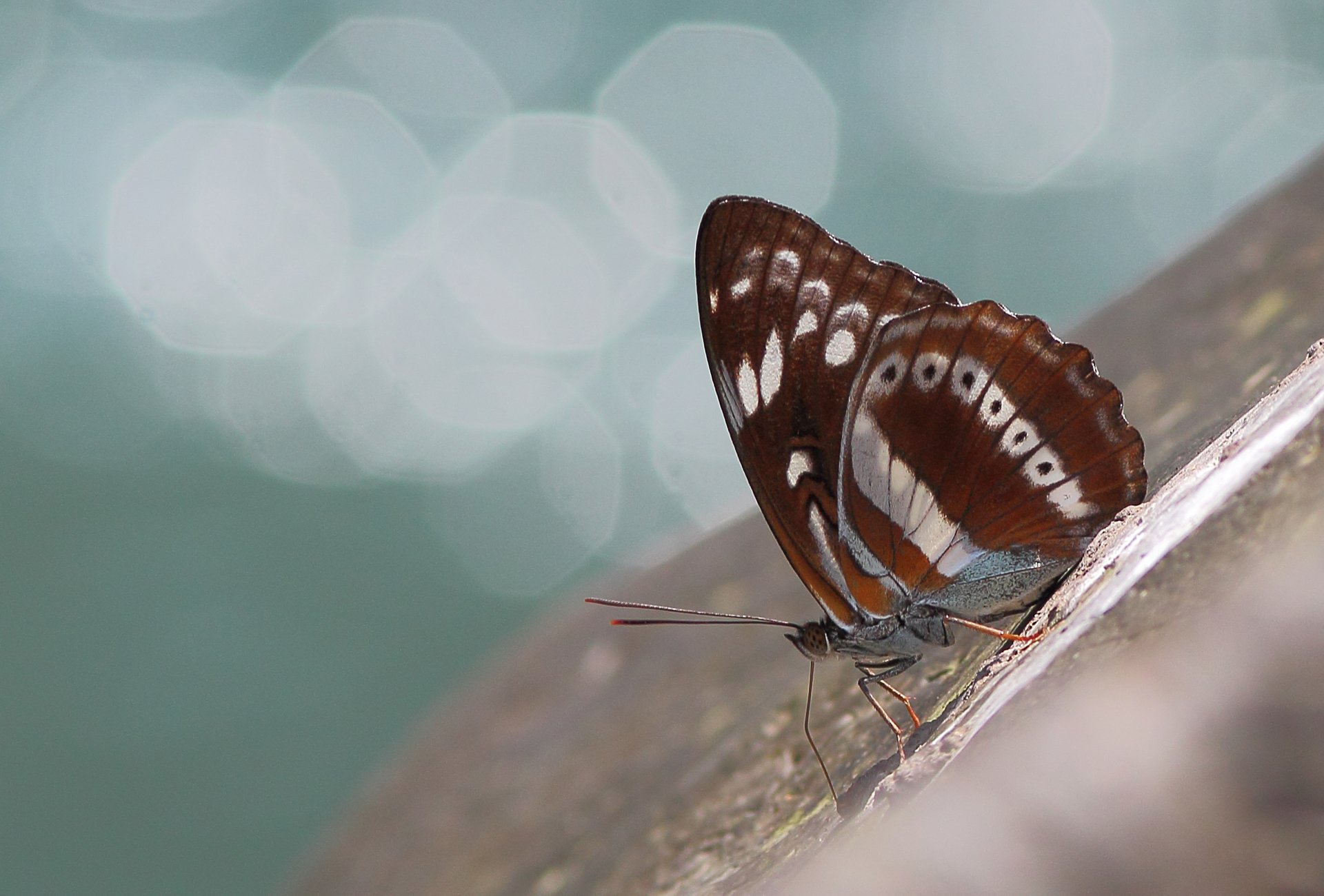 Download Animal Butterfly HD Wallpaper