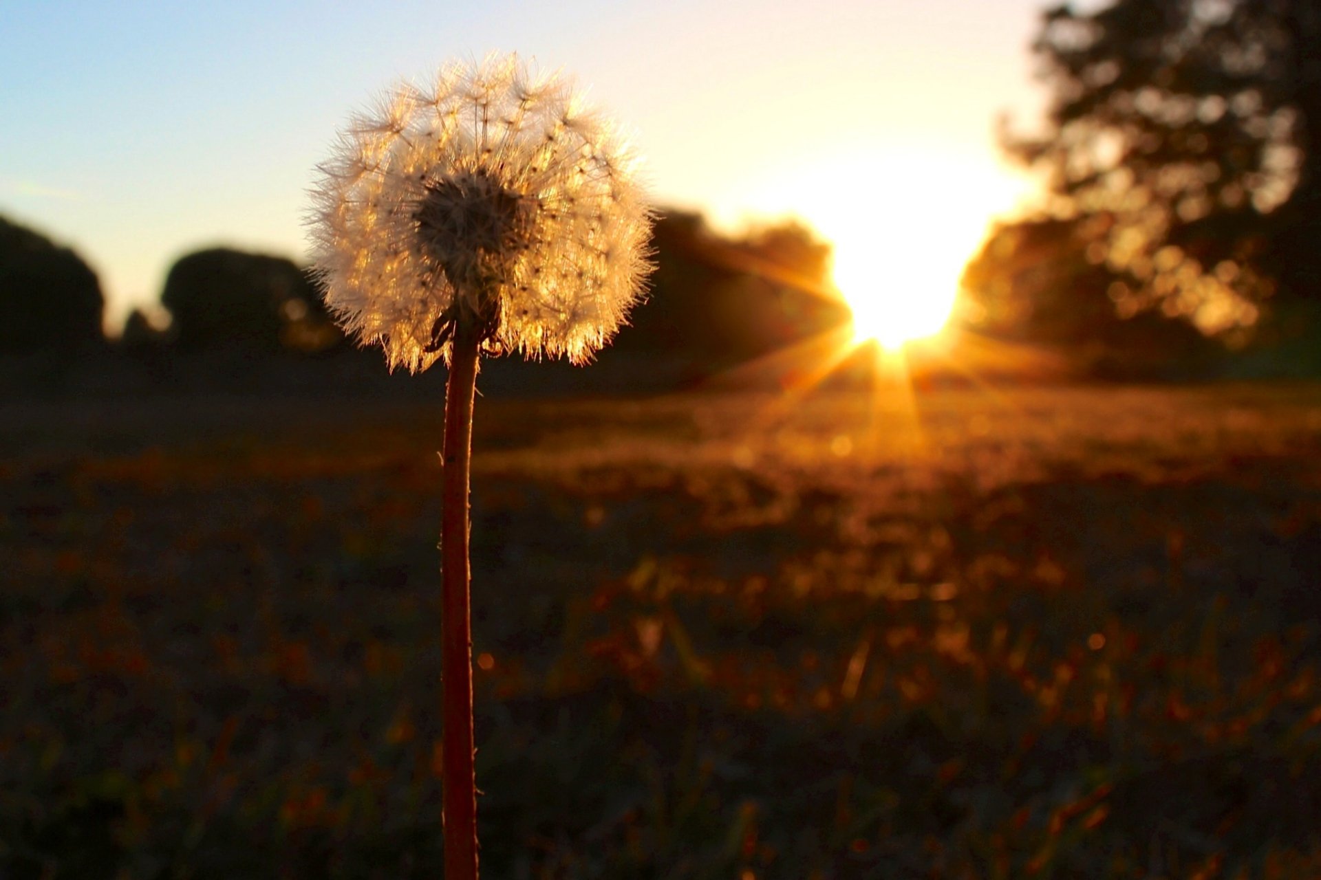 HD nature desktop wallpaper featuring a close-up of a dandelion with the sun setting in the background, casting warm golden light across the scene.