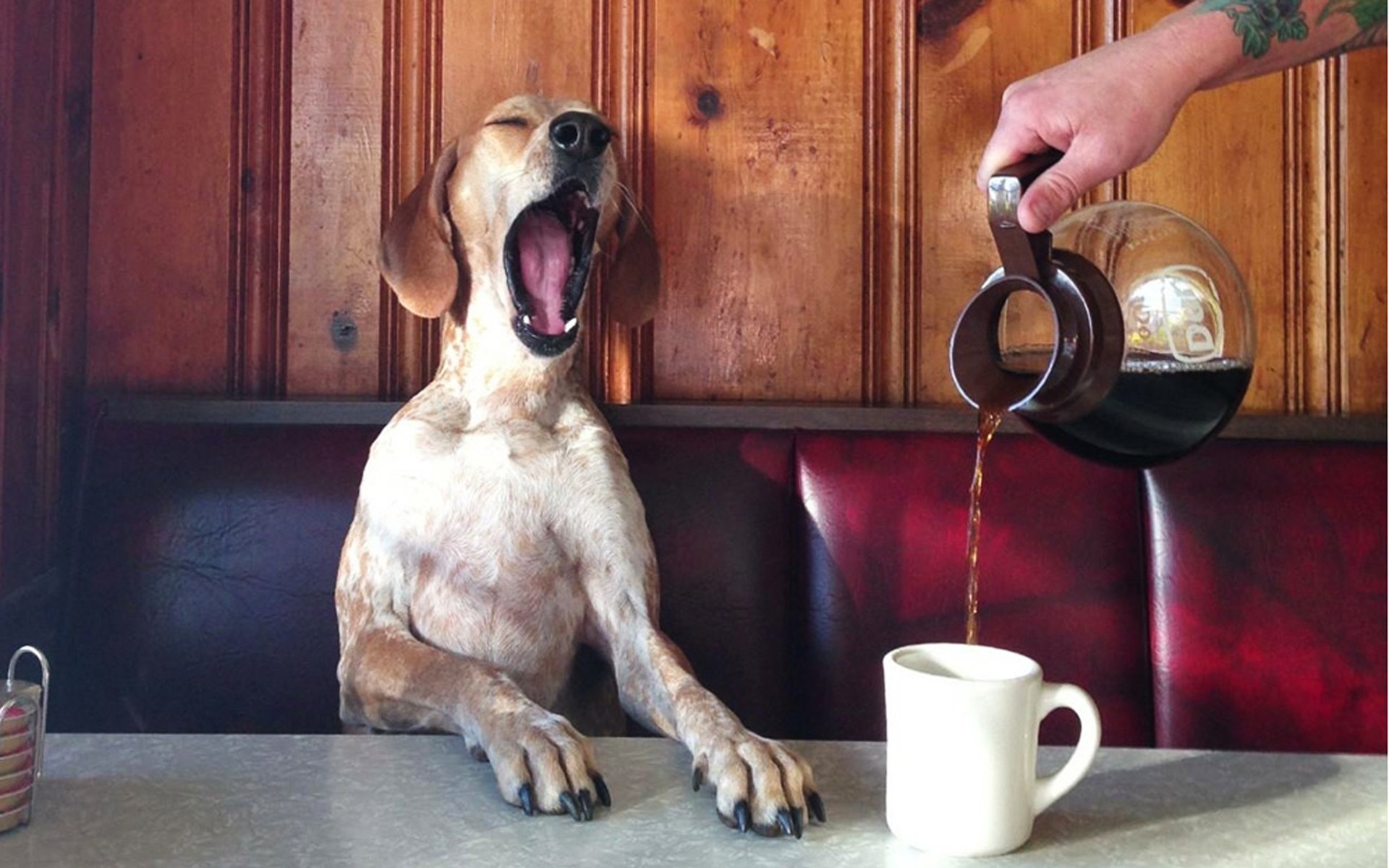 A yawning dog sits at a table as coffee is being poured into a mug, creating a charming scene for an HD PC desktop wallpaper and background.