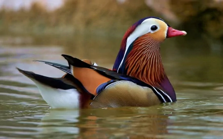 duck Animal mandarin duck HD Desktop Wallpaper | Background Image