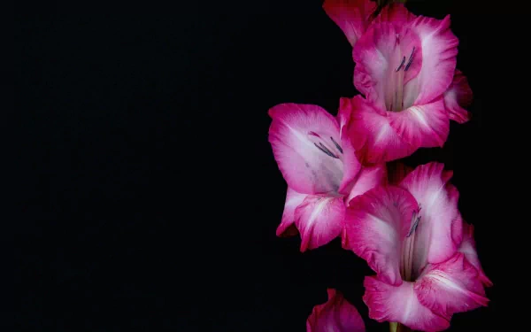 pink flower flower nature gladiolus HD Desktop Wallpaper | Background Image
