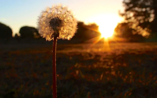 HD nature desktop wallpaper featuring a close-up of a dandelion with the sun setting in the background, casting warm golden light across the scene.