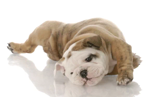 English bulldog sprawled on a glossy white surface, relaxed and playful — 2K Quad HD PC desktop wallpaper and background.