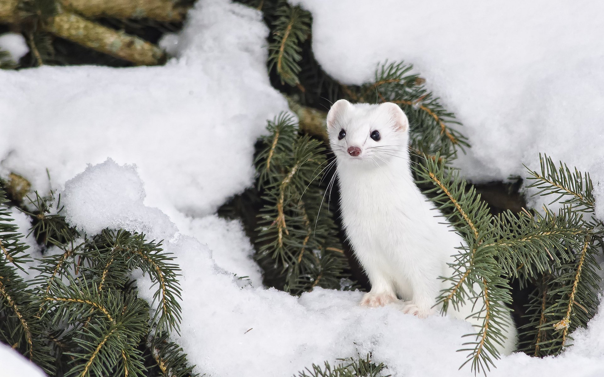 Stoat Wallpaper