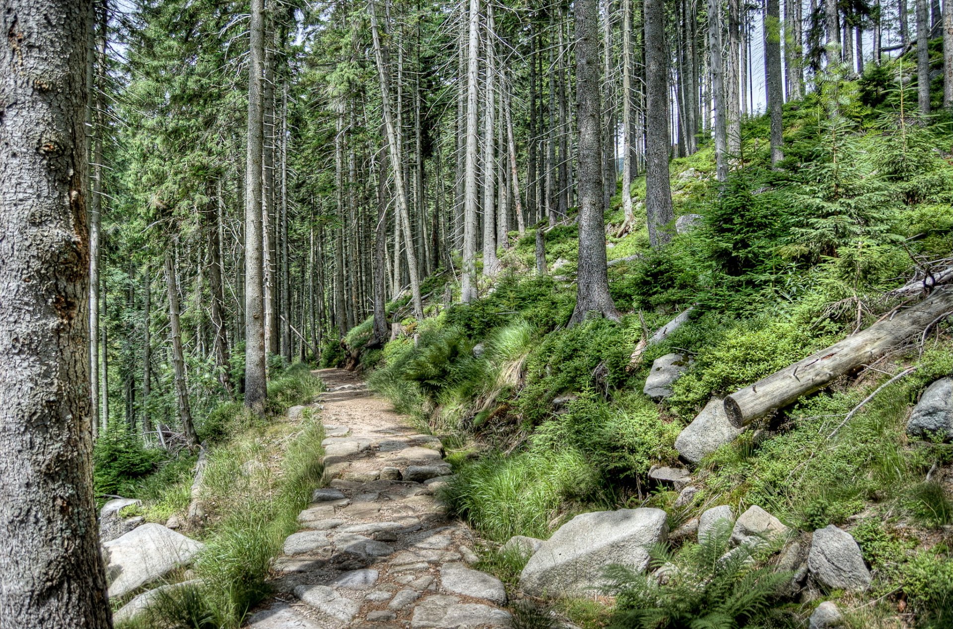 Serene Forest Path HD Wallpaper: Nature’s Tranquil Journey | 2048x1353 ...