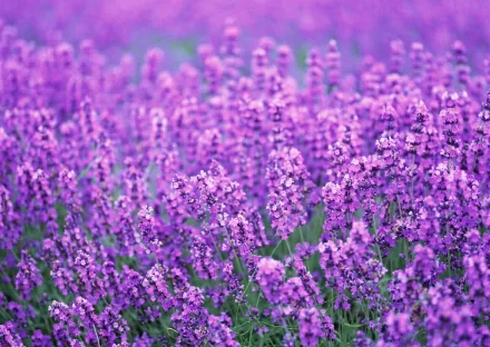 Vibrant field of purple flowers in full bloom, captured in high definition for a nature-themed desktop wallpaper and background.