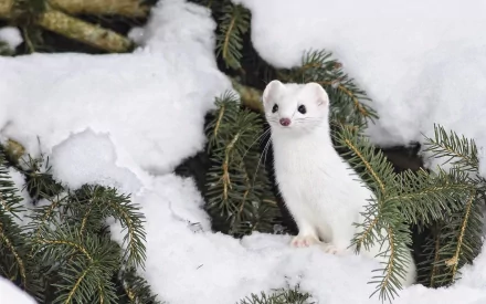 A stoat in its white winter coat stands amidst snow and evergreen branches, featured as an HD PC desktop wallpaper showcasing this animal's natural habitat.