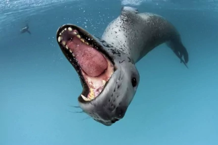 HD PC desktop wallpaper showing a leopard seal (animal) underwater, lunging with its mouth wide open, teeth and pink throat visible against a clear blue ocean background.