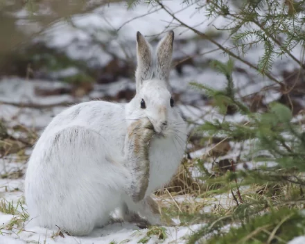 HD desktop wallpaper featuring a white hare in a snowy, natural setting surrounded by sparse vegetation.