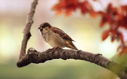 HD desktop wallpaper featuring a sparrow perched on a branch with soft-focus autumn leaves in the background.
