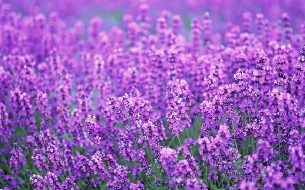 Vibrant field of purple flowers in full bloom, captured in high definition for a nature-themed desktop wallpaper and background.