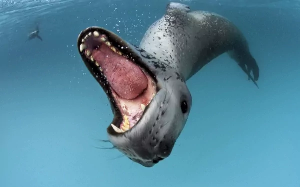 HD PC desktop wallpaper showing a leopard seal (animal) underwater, lunging with its mouth wide open, teeth and pink throat visible against a clear blue ocean background.