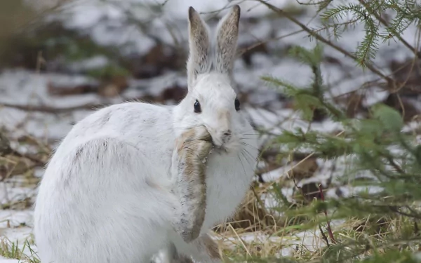 HD desktop wallpaper featuring a white hare in a snowy, natural setting surrounded by sparse vegetation.