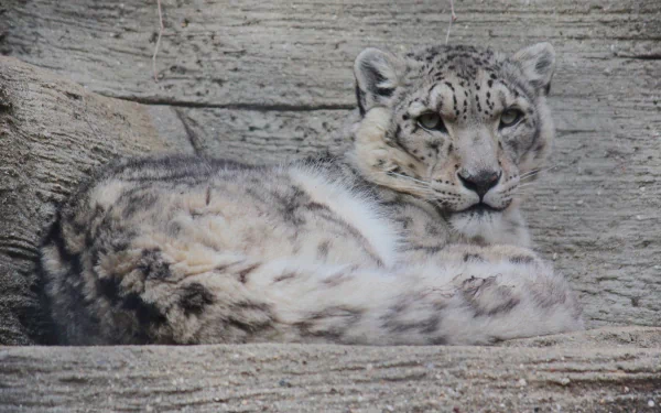 A majestic snow leopard resting against a rocky backdrop, captured in stunning 4K Ultra HD detail for a PC desktop wallpaper.
