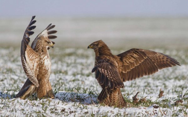 Animal Falcon Birds Birds of prey Eagle Wings Bird HD Wallpaper | Background Image
