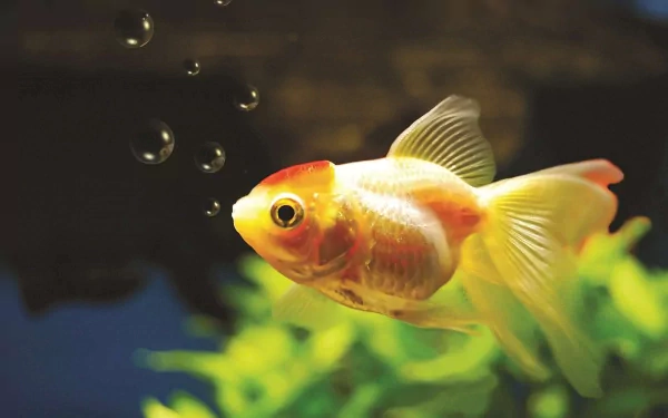 A vibrant goldfish swims amid bubbles and greenery, captured in stunning detail, making this an appealing HD desktop wallpaper and background.