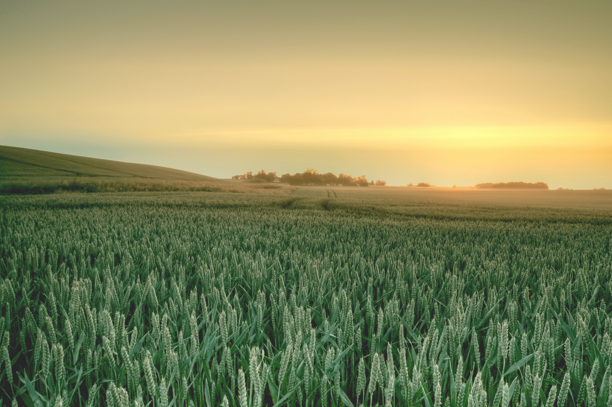 Nature Field HD Wallpaper