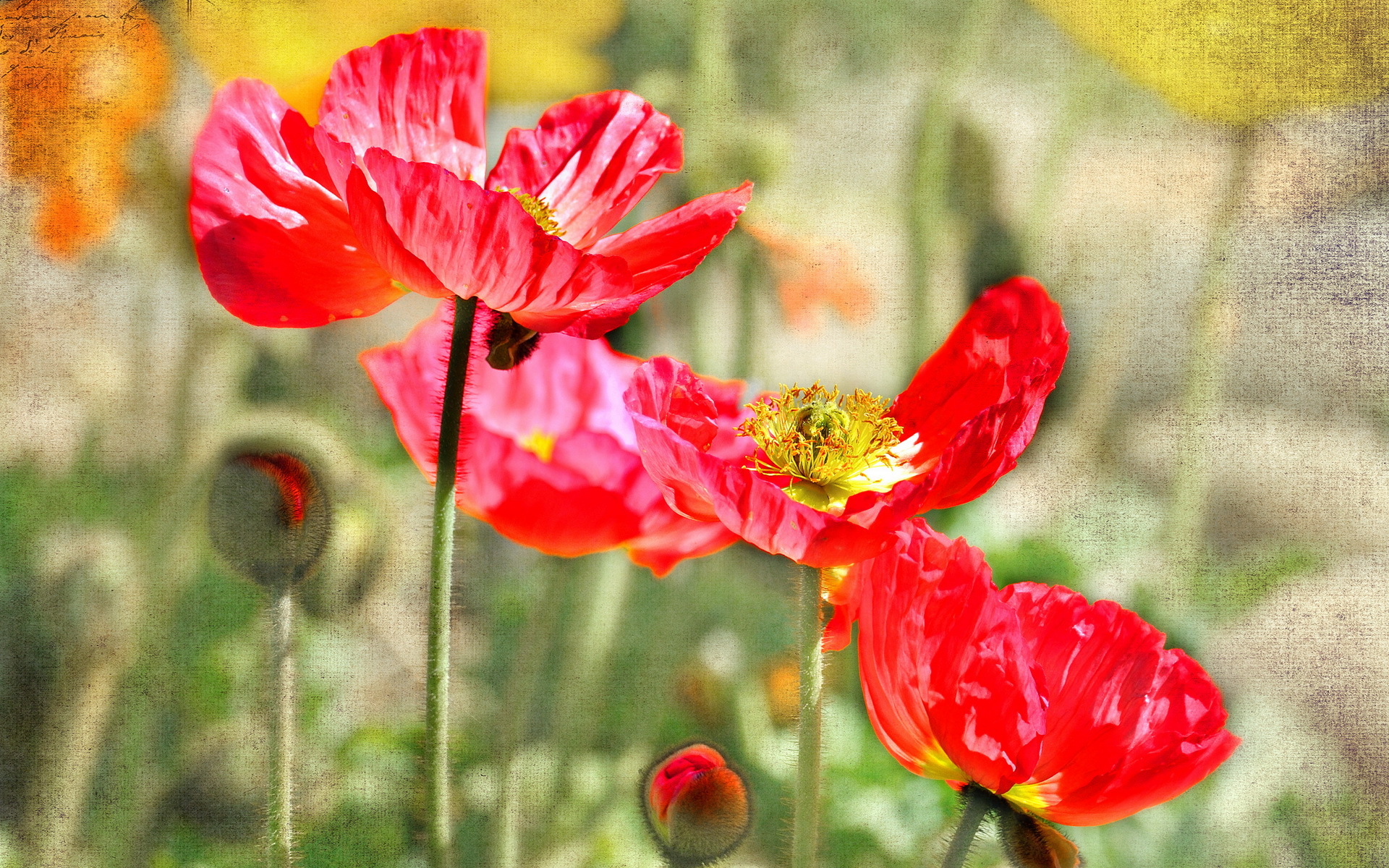 Poppy HD Wallpaper | Background Image | 1920x1200 | ID:379673