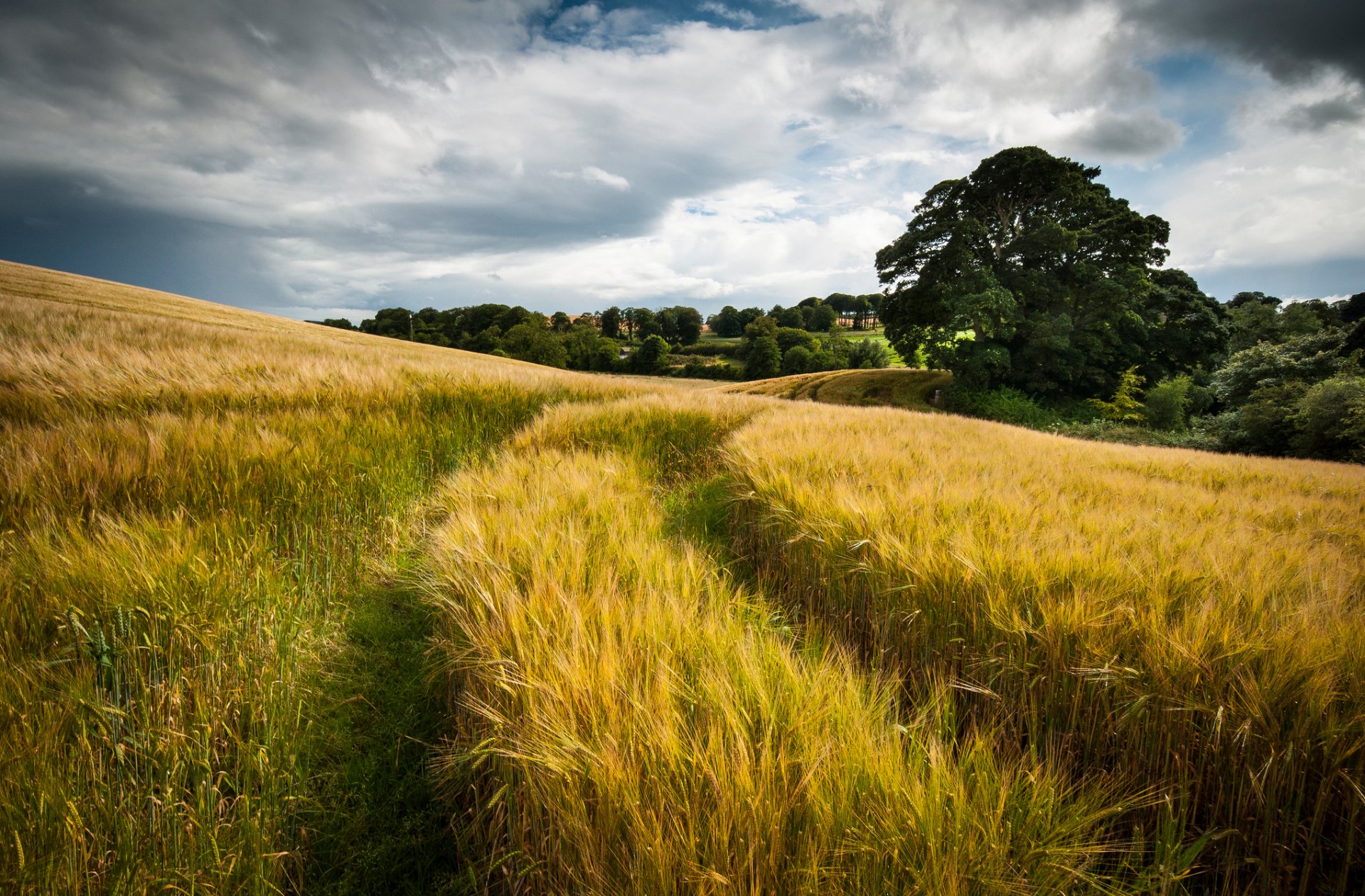 A serene landscape featuring golden fields under a cloudy sky, with a winding path and a large tree in the background, making a tranquil nature wallpaper for desktop use.