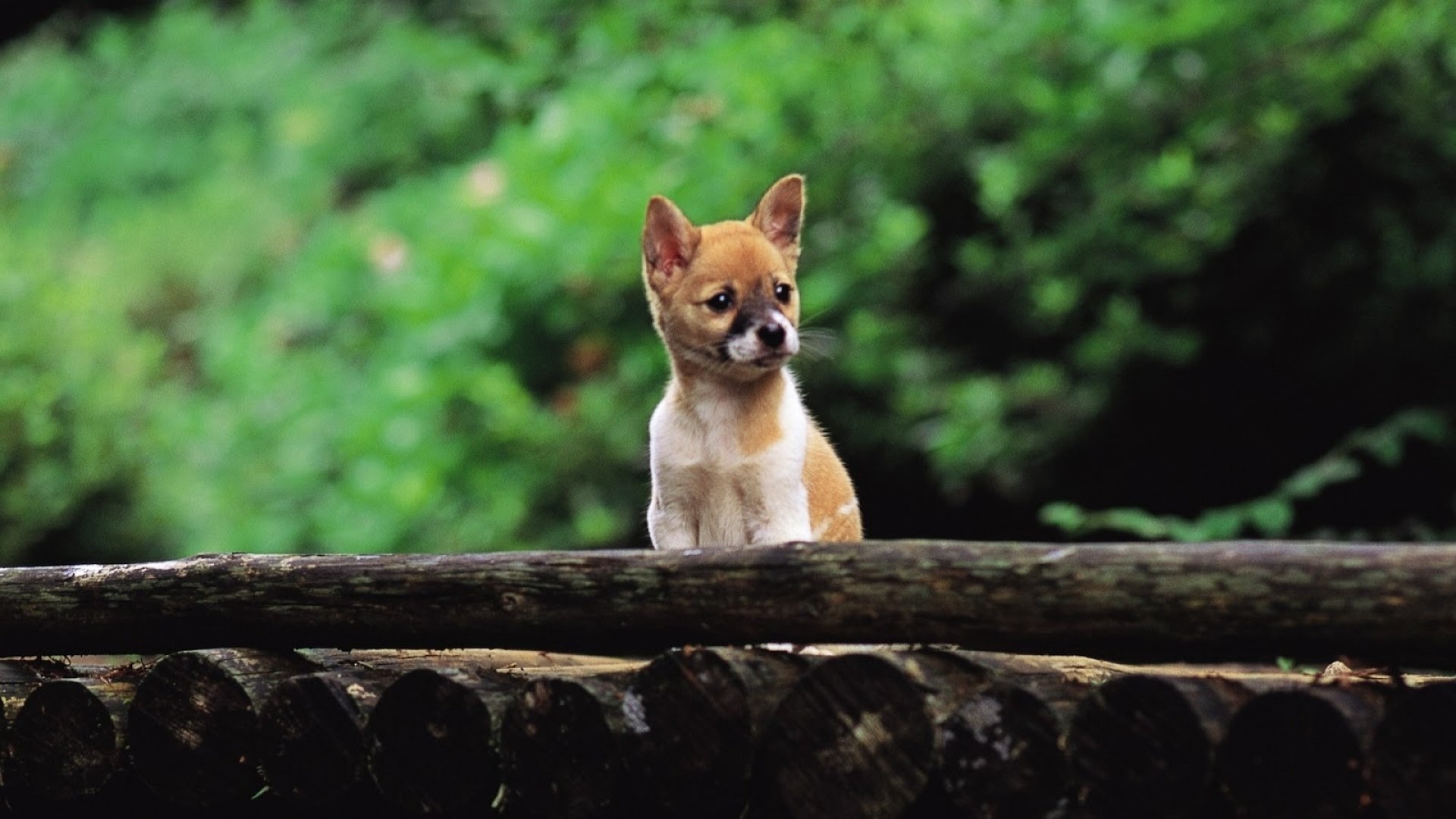 HD desktop wallpaper showing a Shiba Inu puppy standing on a wooden surface with a blurred green forest background.