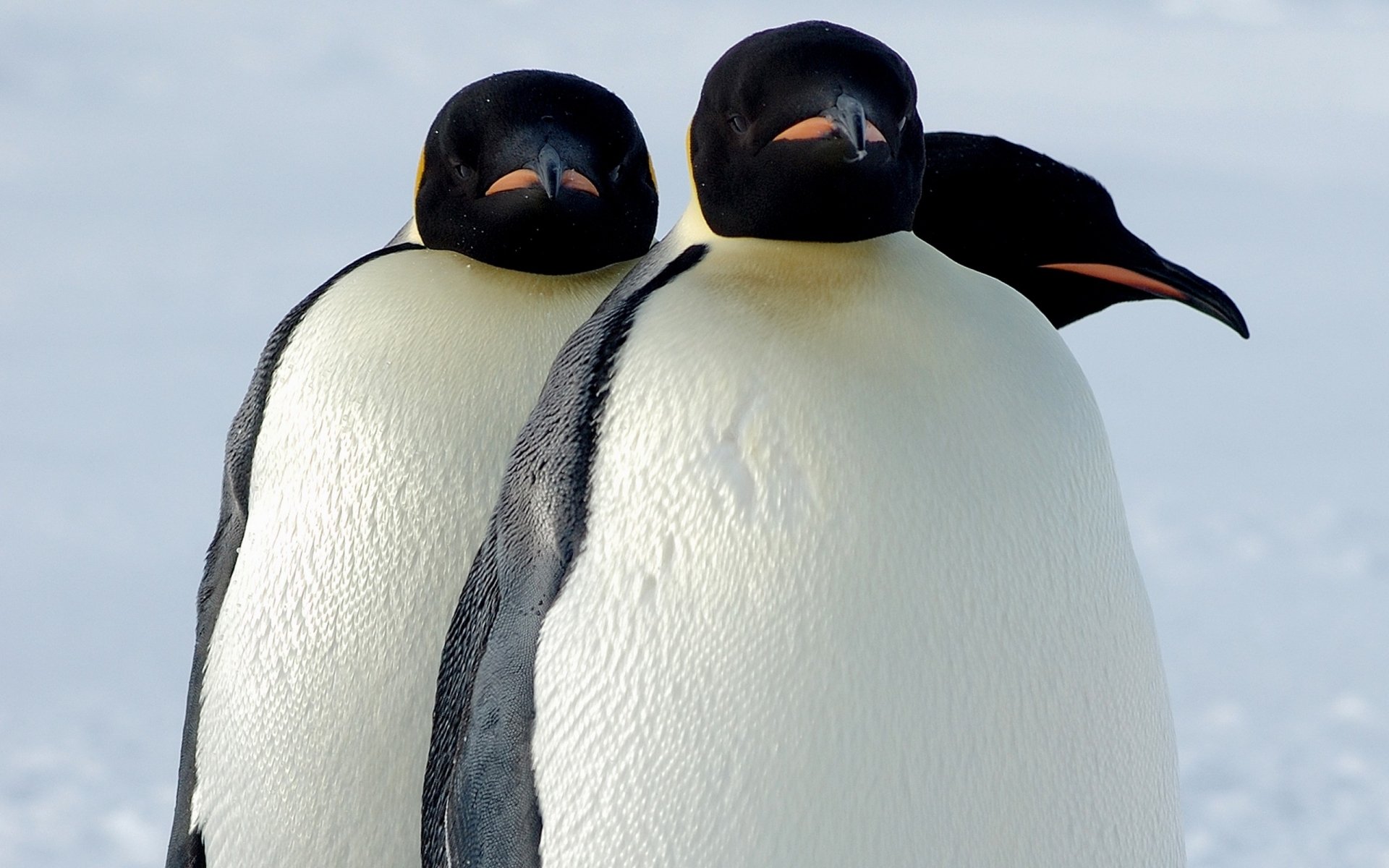 Download Animal Emperor Penguin HD Wallpaper