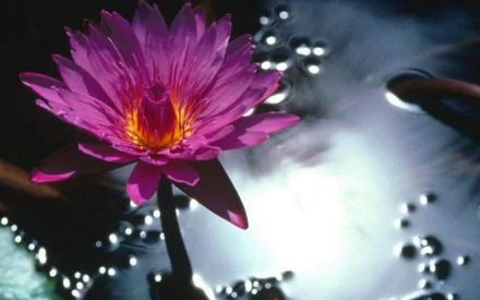 HD PC desktop wallpaper nature background showing a vivid magenta water lily blooming above a reflective, sparkling pond.
