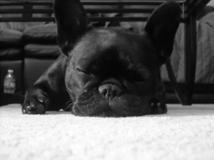 A peaceful black French Bulldog sleeps soundly on a soft carpet, captured in high definition for a cozy desktop wallpaper. The image embodies tranquility and charm.