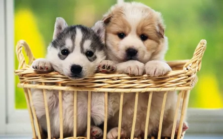 Two adorable puppies peek out from a wicker basket, set against a bright green background. This charming HD desktop wallpaper captures the innocence and cuteness of the young dogs.