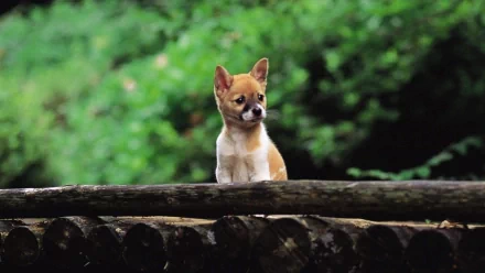 HD desktop wallpaper showing a Shiba Inu puppy standing on a wooden surface with a blurred green forest background.