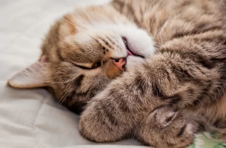 HD PC desktop wallpaper featuring a close-up of a peacefully sleeping cat with soft fur and a pink nose.