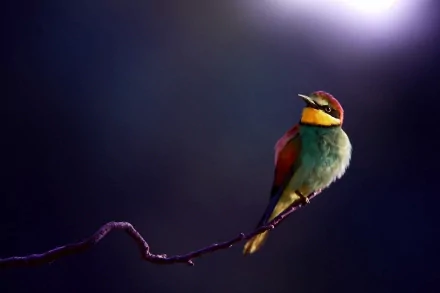 A vibrant bee-eater bird perches on a slender branch, showcasing its striking colors against a softly blurred background, creating an engaging HD desktop wallpaper.
